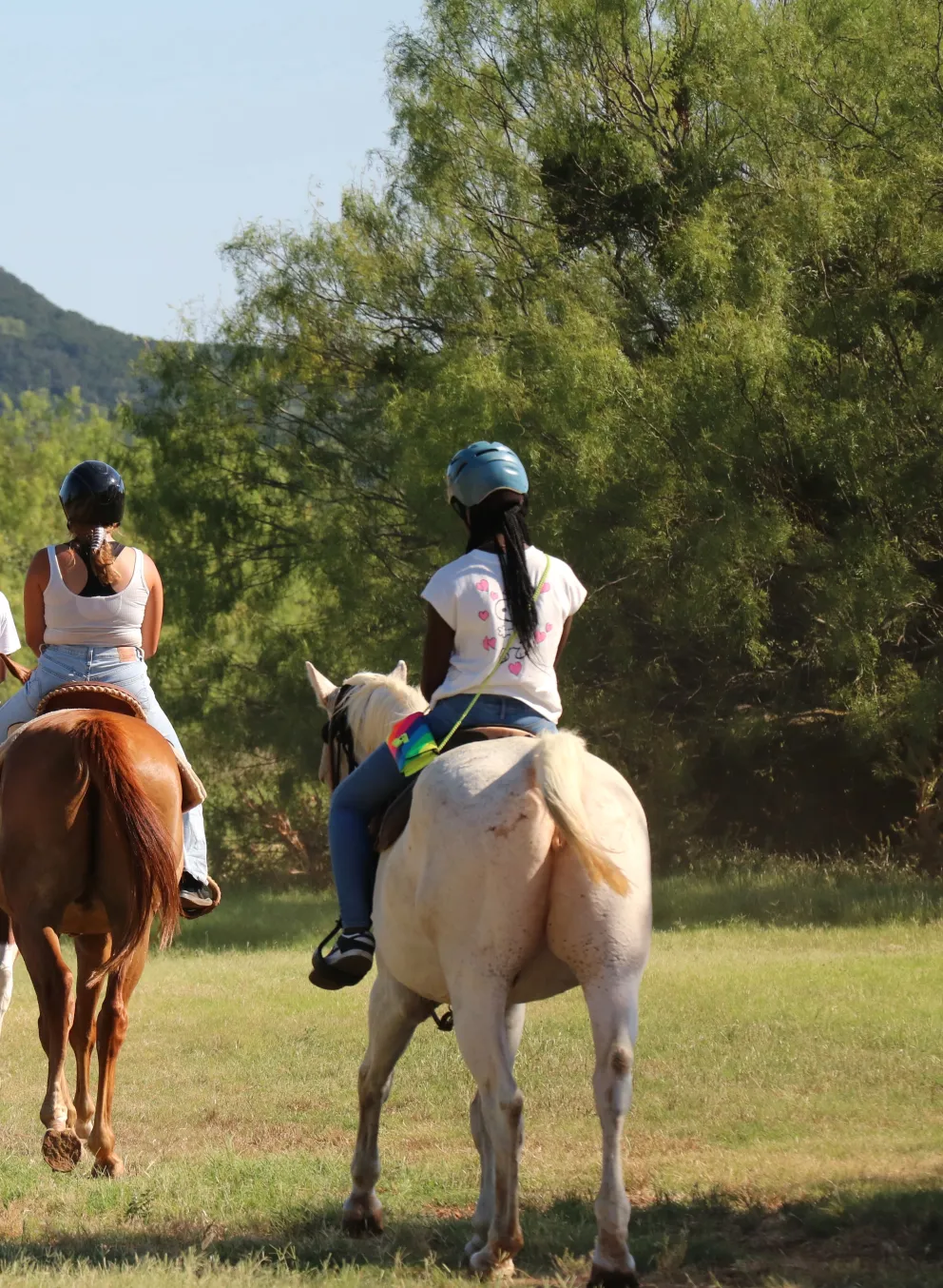 horses