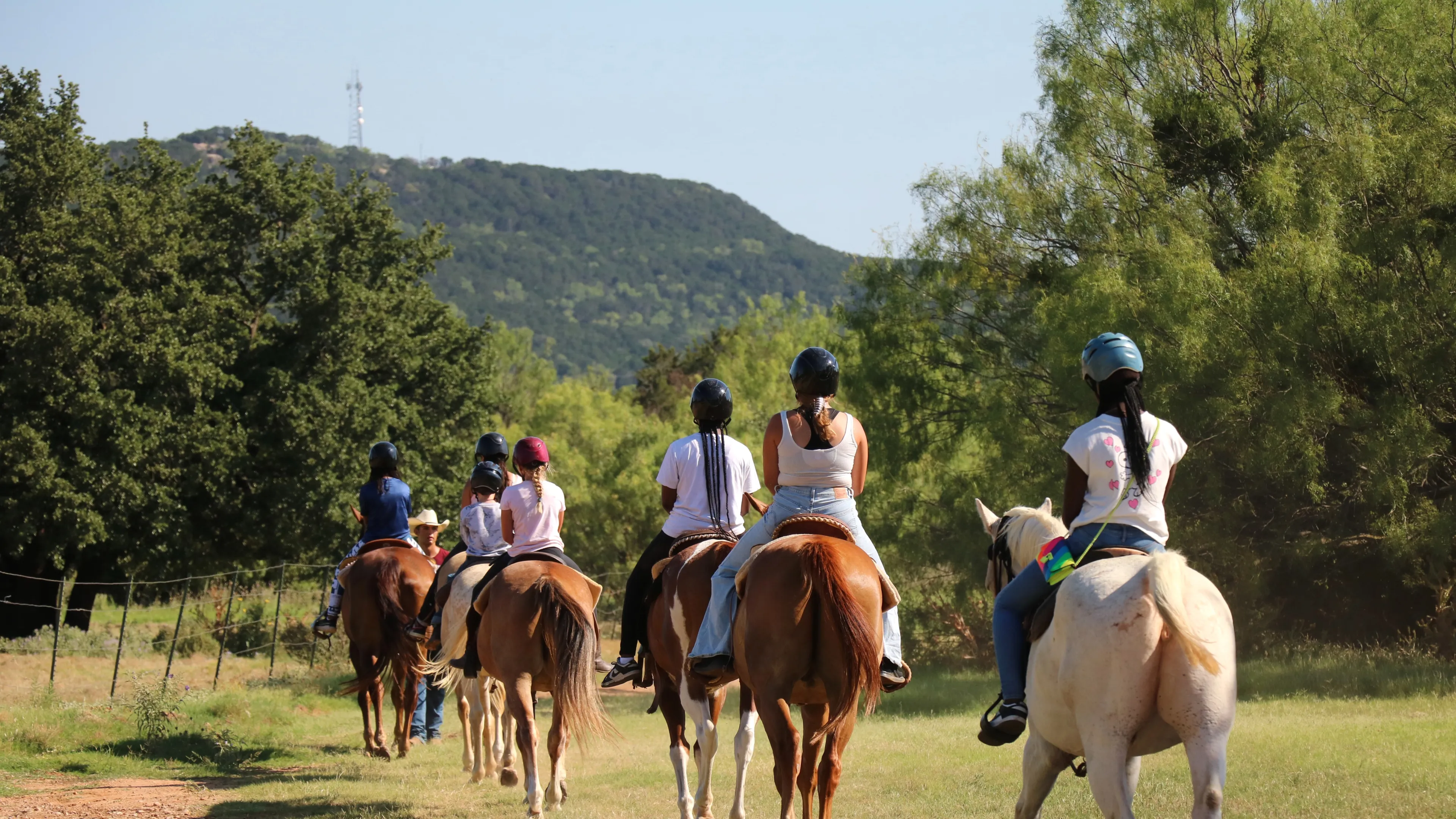 horses