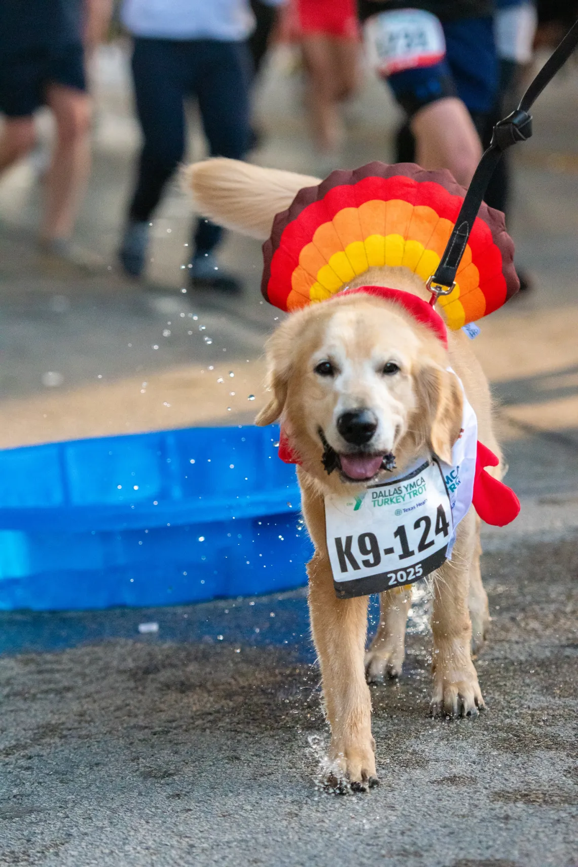 Trot Dog